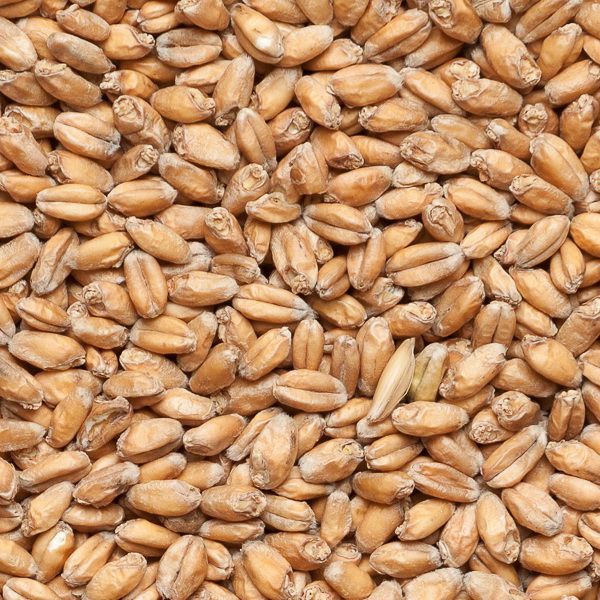 Пшеничный солод неферментированный. Солод Курский пшеничный, 1 кг. Солод пшеничный (Курск), 1 кг. Соложения пшеницы. Солодовый пшеничный